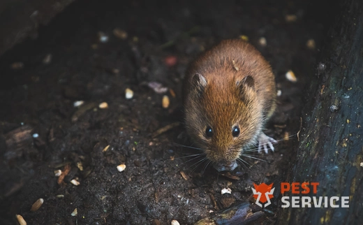 Дератизация в Белогорске